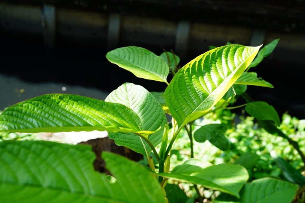 Hojas frescas de kratom (Mitragyna speciosa)