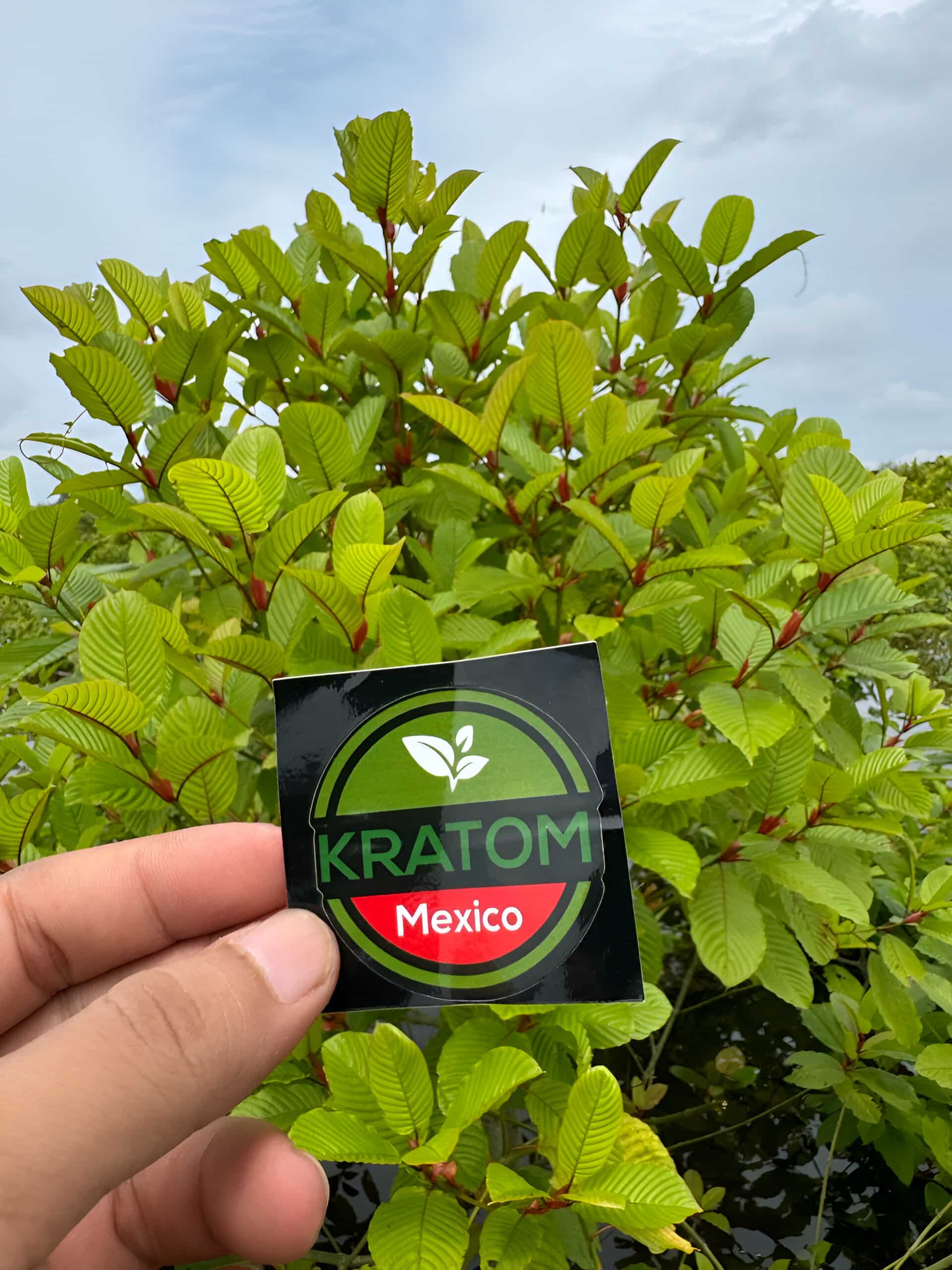 kratom para la venta